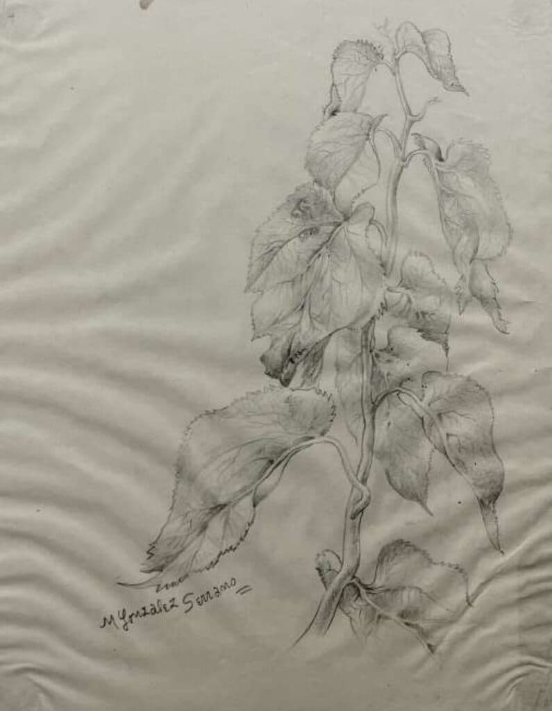 Naturaleza Muerta de Manuel González Serrano - Ink on paper, 1950s