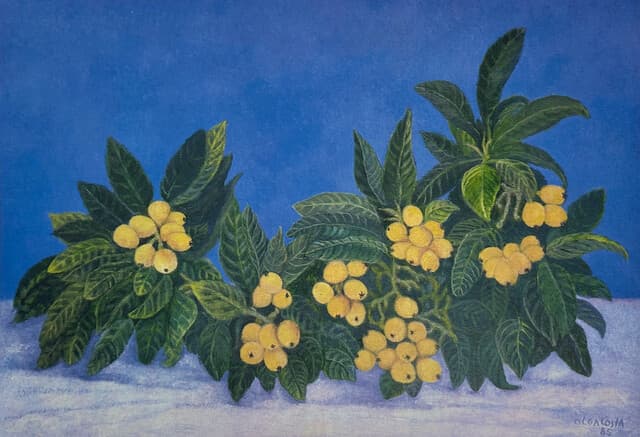 Nisperos de Olga Costa